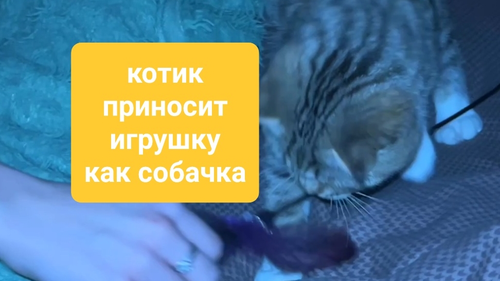 Котёнок приносит палочку, как собачка