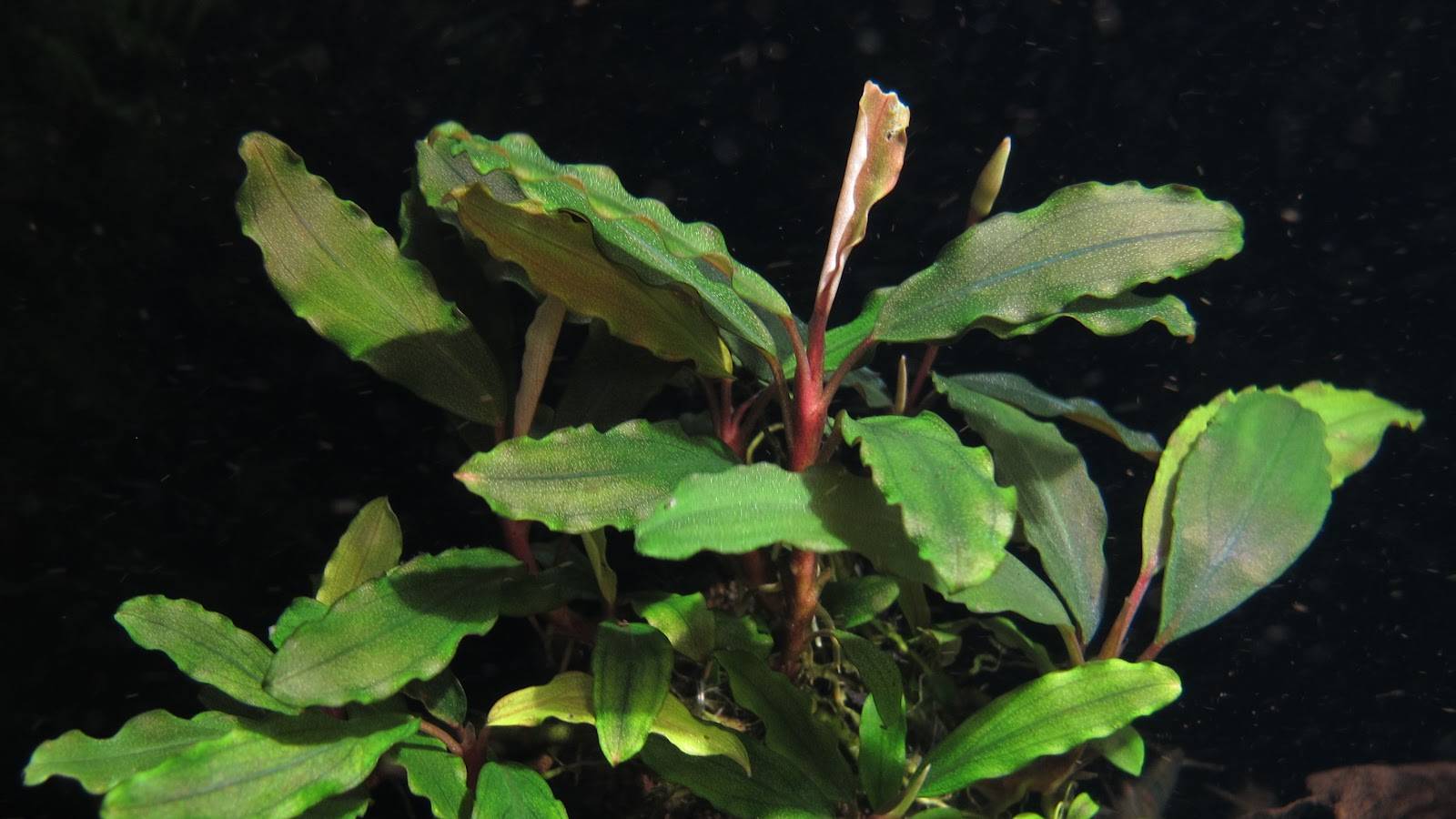 Буцефаландра "Купер Лиф Мелави" - Bucephalandra sp. "Copper Leaf Melawi"