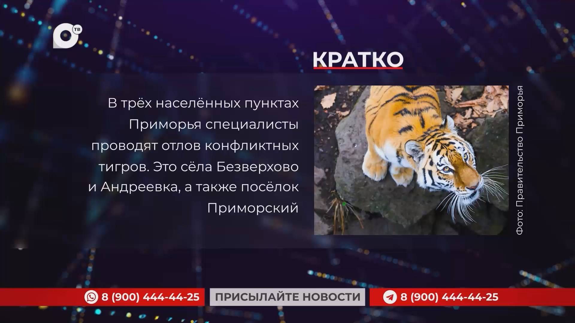 Кратко / 23.01.25 / Вечер