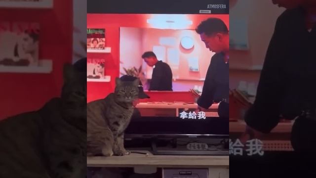 Приколы с котами! Смешные коты!