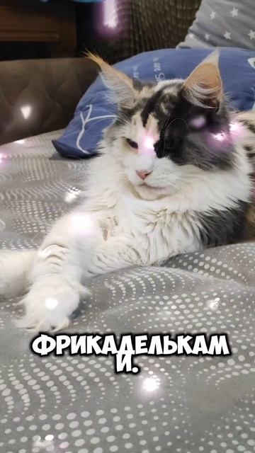 Кошачьи рецепты #мейкун #cat #мейнкун #котик #кошка #мяу #смешнойкот #юмор #коты #кот #анекдоты