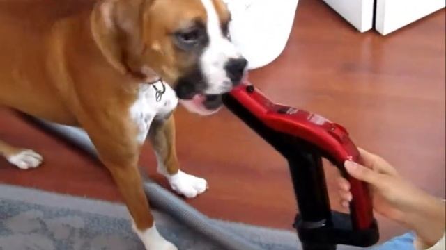 Boxer Nela & Vacuum Prt1.wmv