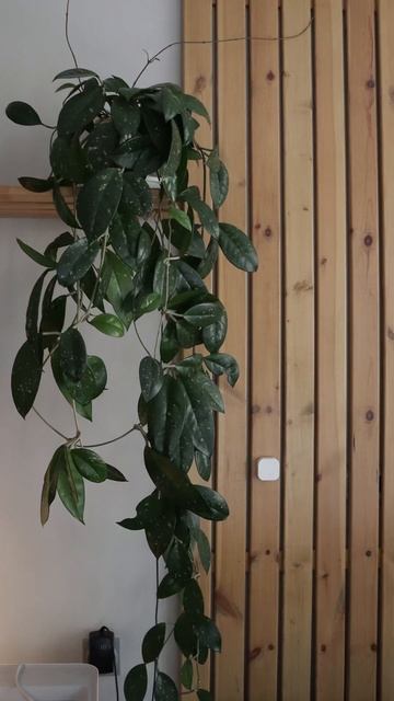 Моя галерея телефона #комнатныерастения #plantlover #суккуленты #растения #houseplants