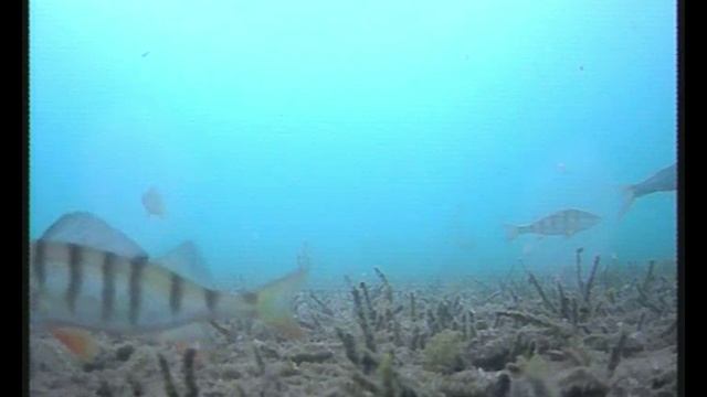 Рыбалка Байкал 17-19.01.2025 подводная съемка