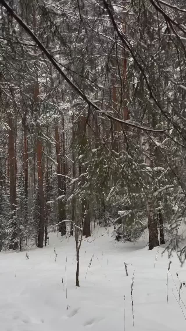 Зимний лес