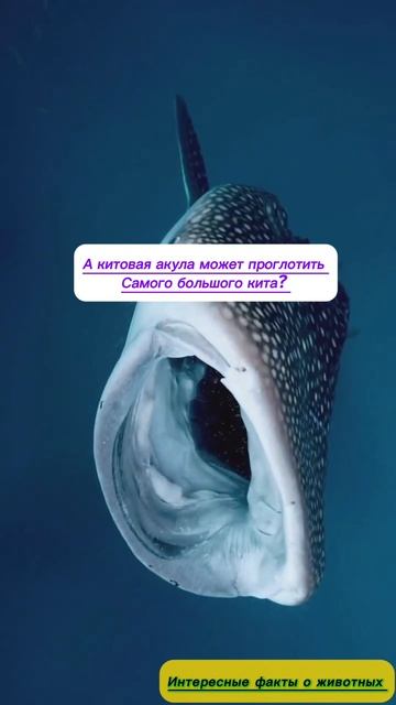 Акула