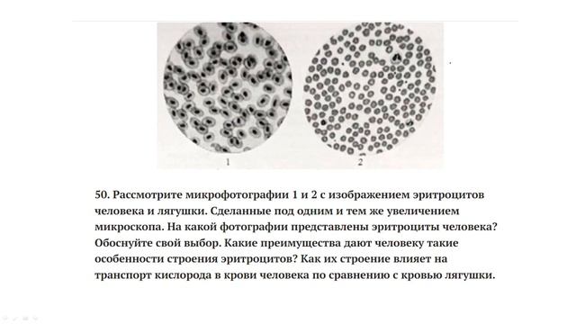 Эритроциты в ЕГЭ по биологии (два задания с картинкой)