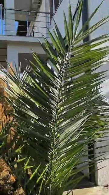 отдых в Абхазии при ватсап +79281232217