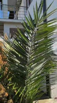 отдых в Абхазии при ватсап +79281232217