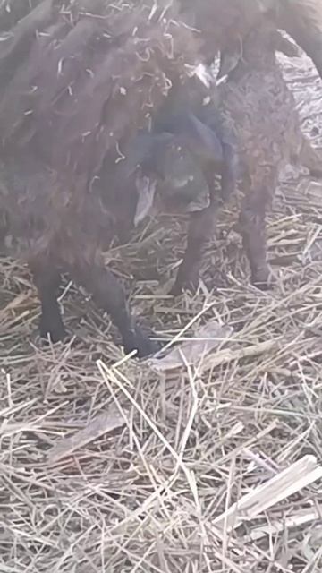 рождения новых друзей