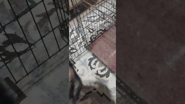 1000100039.mp4