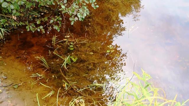 Звуки природы лес река лето осень