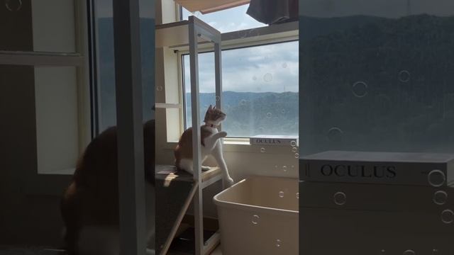 Подборка смешных котиков