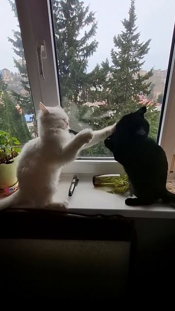 утренний бокс