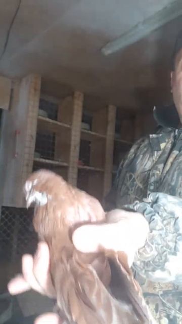 Красные рябогорлые. Племенные пары 2022. Breding pigeons. Николаевские голуби.