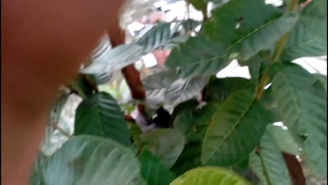 walton primo n1 cam sample focus