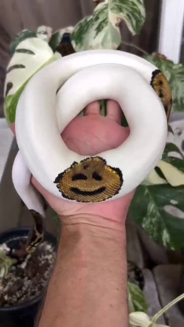 🐍 Уникальный питон с отметкой в виде смайлика удивляет мир!