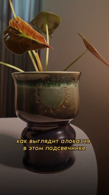 Пересаживаю Алоказию на фитильный полив. #алоказия#plants #комнатныерастения#фитильныйполив