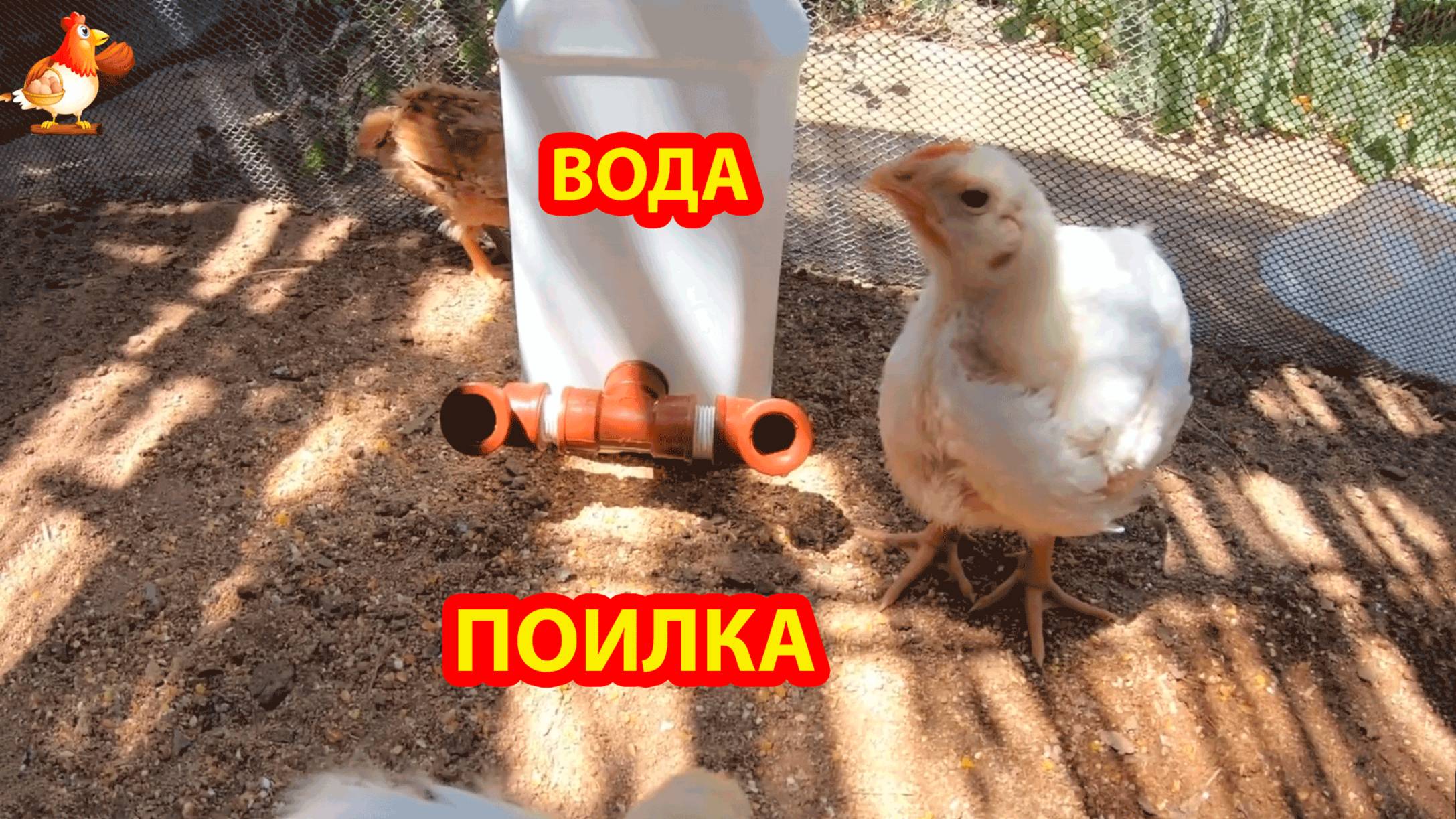 Поилка из канистры для цыплят и бройлеров 🪚🪛🔨