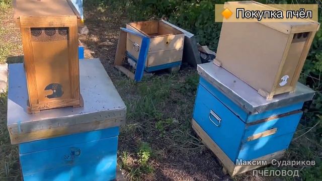 Пасека на каждый день для начинающих! Что вам нужно знать?