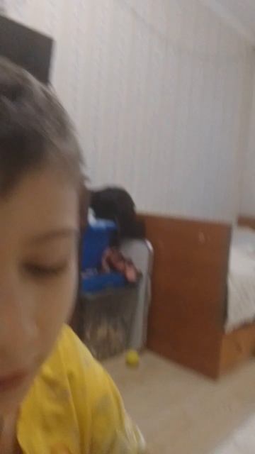 эхо с котом