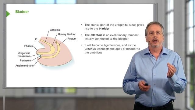 09. Urinary System and Kidney Development