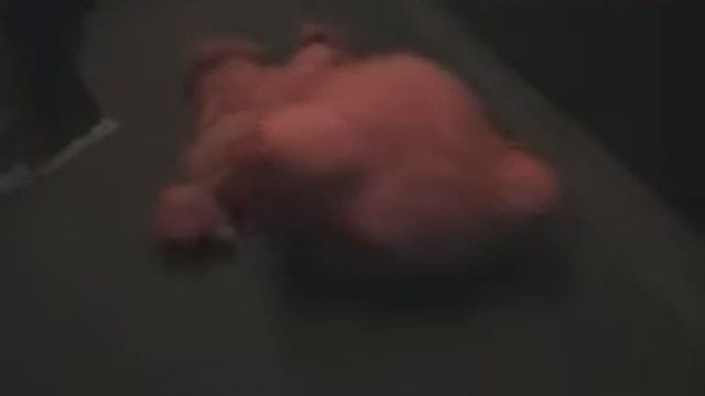 Медвед Умер