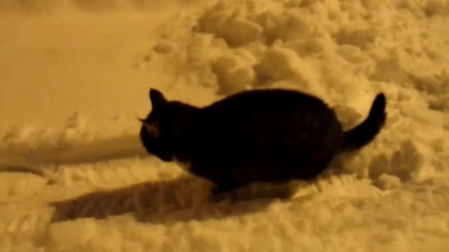 Котик зимой