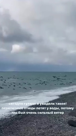 Сегодня гуляли и увидели такое🕊🕊🌊