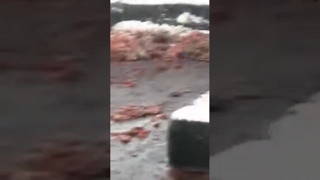Колбаса из свинины. И не только отравления