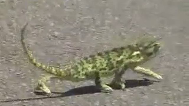 прикол Келас.mp4