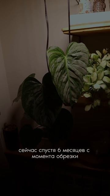 Черенкую Филодендрон Маджестик + РЕЗУЛЬТАТ
