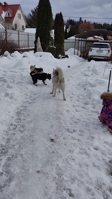 VID_20250102_133736.mp4