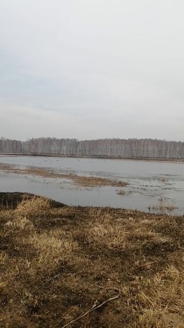 охота на утку весной, разведка.