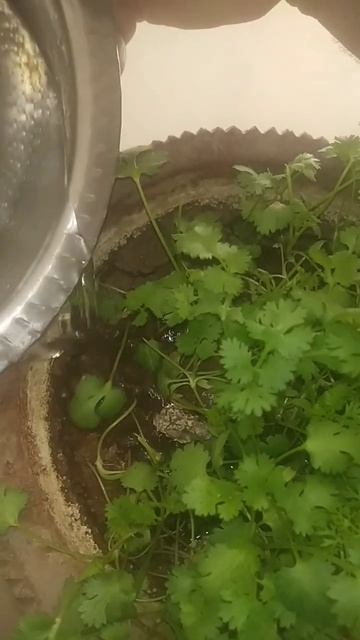 धनिया ka diy 43rd day par pani 🚿 ⛲ #shorts #plants #garden