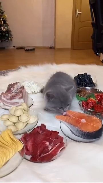 Мы в ВК https://vk.com/life_of_cats