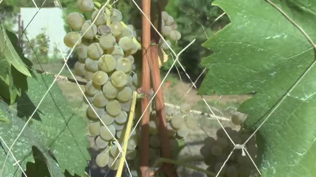 Бианка винный сорт винограда