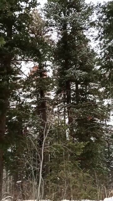 Скоро... Совсем скоро январь!#взгляд_автора #коротко_и_ясно #вкус