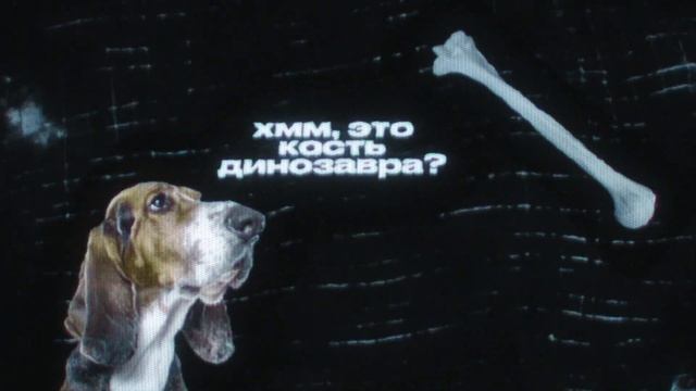 Болезнь укус собака которая болеет бешенством