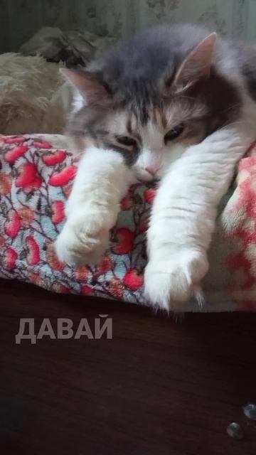 Сидим с бобром