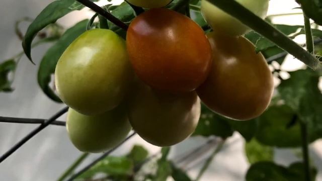 Growing Tomatoes is Easy