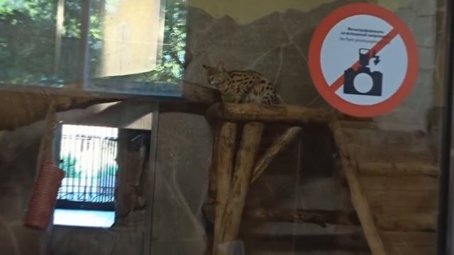 Зоопарк рычащий лев Санкт-Петербург