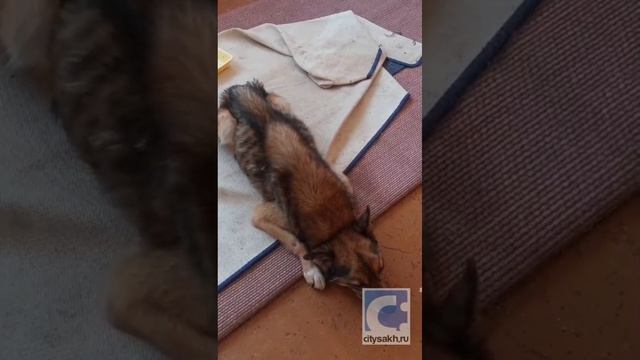 Труп собаки вызвал новую волну хейта на южно-сахалинский приют, часть 1