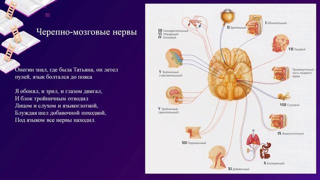 Нервная система