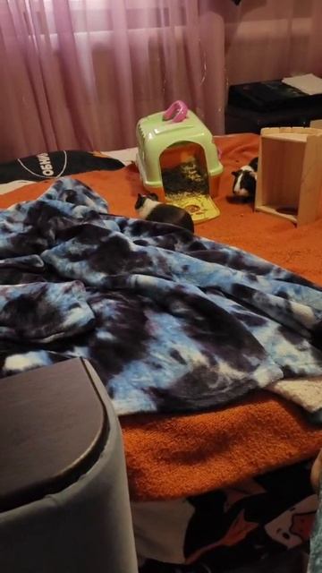 Гонки морских свинок