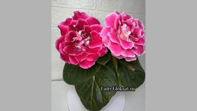 САТ- Зарина 💞🌺