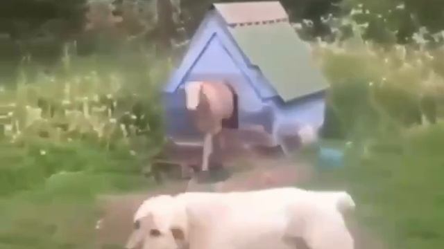 сабакин.mp4