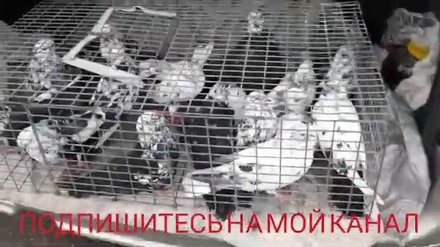 НИКОЛАЕВСКИЕ ГОЛУБИ. ШАХТИНСКИЙ ГОЛУБИННЫЙ РЫНОК.