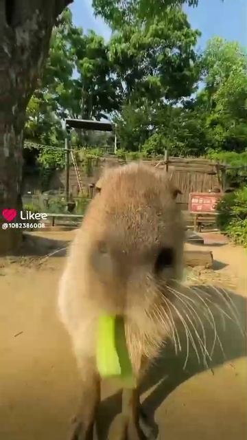 Капибара❤️❤️❤️😊