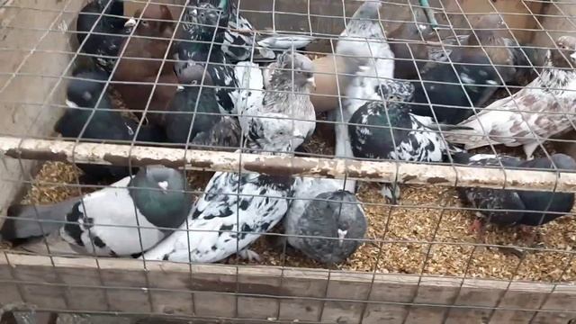 Сборная ярмарка голубей. Птичий рынок Шахты 05.03.23. Вird market. Pigeon Fair.